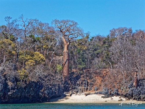 Fony Baobab (Adansonia rubrostipa). Anjajavy Reserve, Madagascar