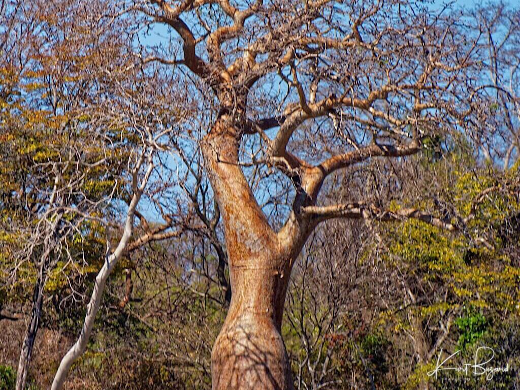 Closeup Fony Baobab (Adansonia rubrostipa). Anjajavy Reserve, Madagascar