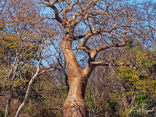 Closeup Fony Baobab (Adansonia rubrostipa). Anjajavy Reserve, Madagascar