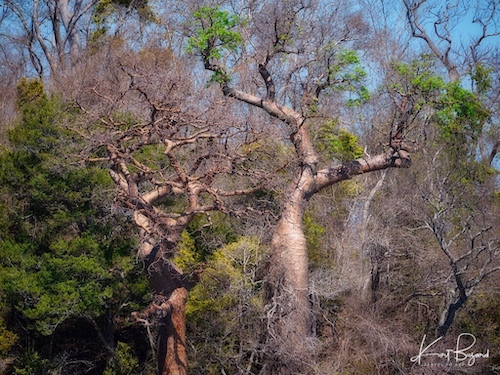 Fony Baobab with Leaves (Adansonia rubrostipa). Anjajavy Reserve, Madagascar