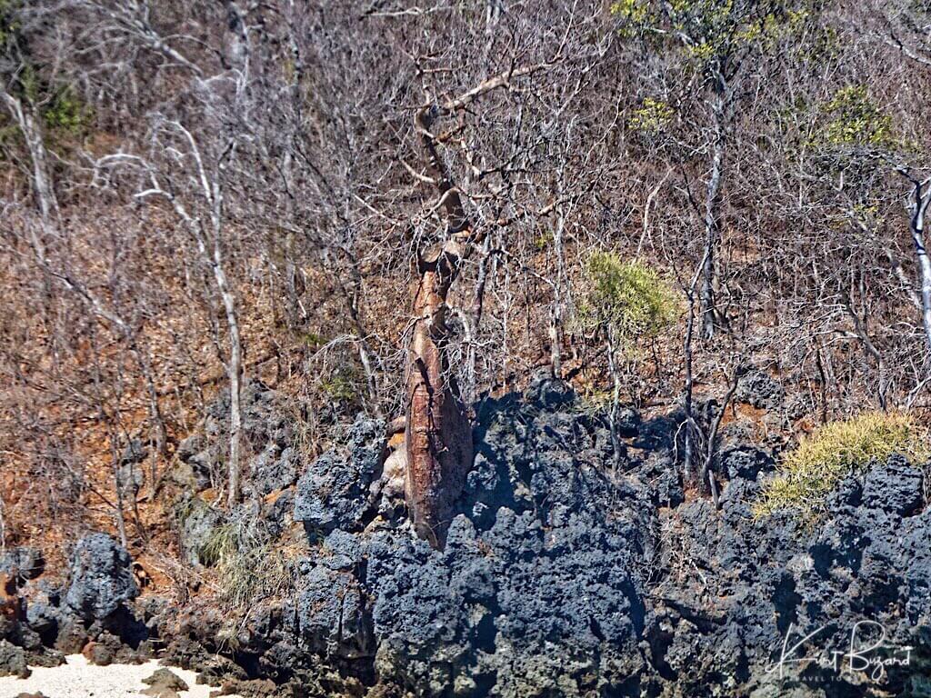 Fony Baobab (Adansonia rubrostipa). Anjajavy Reserve, Madagascar