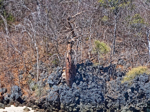 Fony Baobab (Adansonia rubrostipa). Anjajavy Reserve, Madagascar