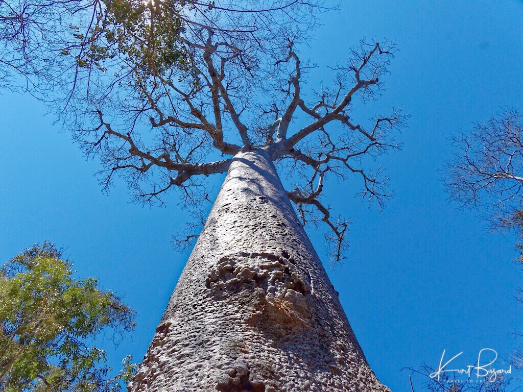 Western Baobab (Adansonia za) in Zombitse-Vohibasia National Park, Southern Madagascar