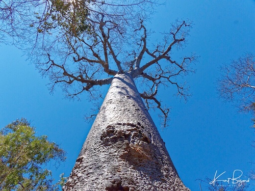 Western Baobab (Adansonia za) in Zombitse-Vohibasia National Park, Southern Madagascar