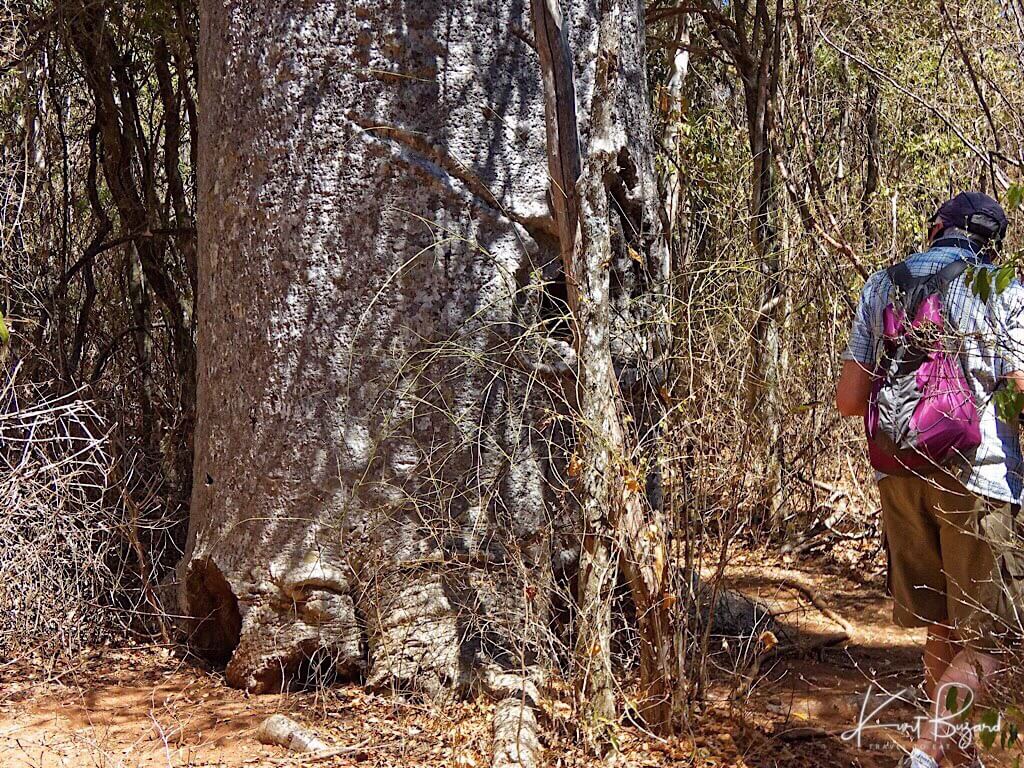 Base of Western Baobab (Adansonia za) in Zombitse-Vohibasia National Park, Southern Madagascar
