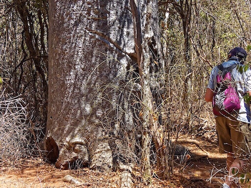 Base of Western Baobab (Adansonia za) in Zombitse-Vohibasia National Park, Southern Madagascar