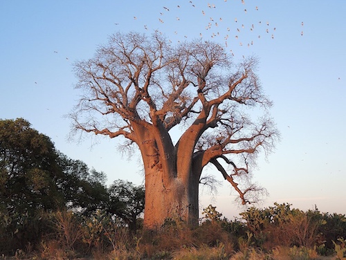 The Largest Adansonia Za named Anzapalivoro. Photo by Adrian Patrut et al