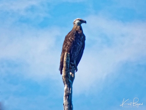 Malagasy Fish-Eagle (Haliaeetus vociferoides). Anjajavy Reserve Madagascar