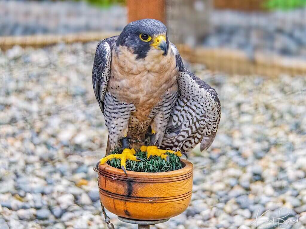 Peregrine Falcon (Falco peregrinus) Raptor Center, Sitka Alaska