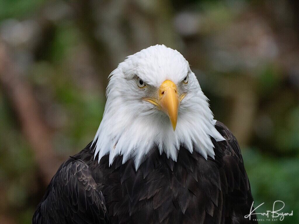 Bald Eagle (Haliaeetus leucocephalus). Raptor Center, Sitka Alaska