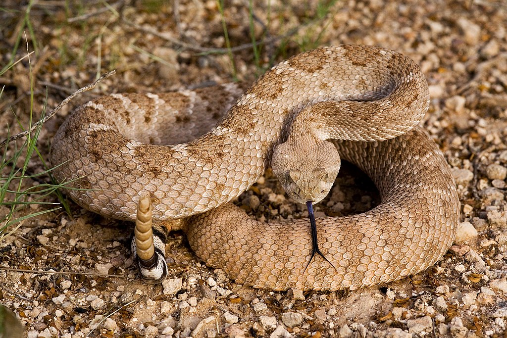 Diamond-Backed Rattlesnake (Crotalus atrox). Wikipedia