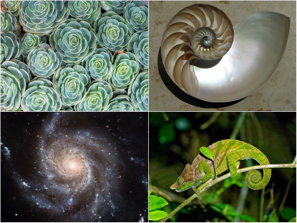 Spirals in Nature