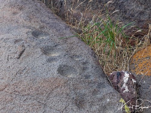 Bedrock Mortars or Cupules (Grinding Depressions). Little Petroglyph Canyon, China Lake, California