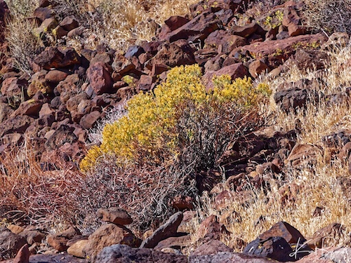 Rubber Rabbitbush (Ericameria nauseosa). Little Petroglyph Canyon. China Lake, California