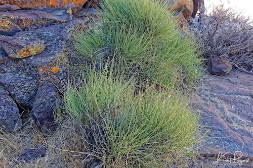 Nevada Ephedra or Mormon Tea (Ephedra nevadensis). Little Petroglyph Canyon. China Lake, California