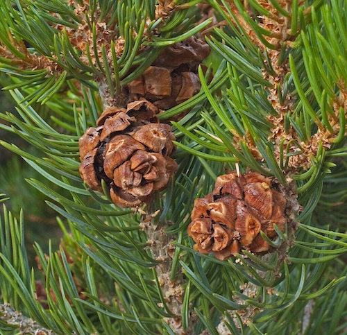 Piñon Pine (Pinus edulis) Cones. Wikipedia