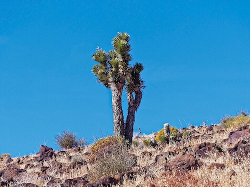 Joshua Tree (Yucca brevifolia). Little Petroglyph Canyon. China Lake, California