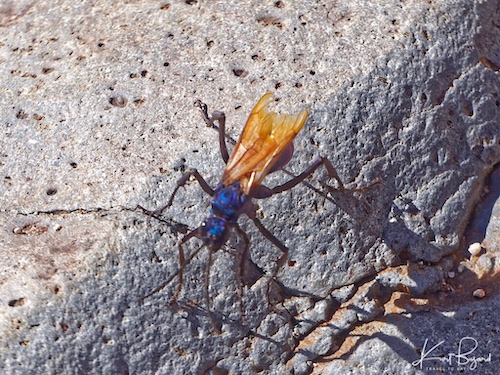 Male Tarantula Hawk Wasp (Pepsis formosa). Little Petroglyph Canyon. China Lake, California