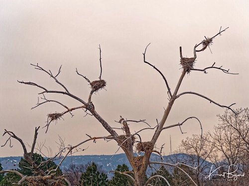 Bird Nests at Belmar Park in Lakewood, Colorado