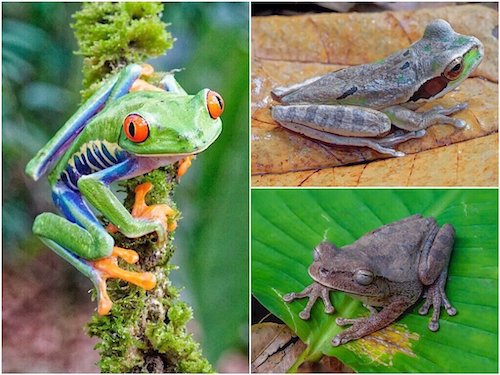 Tree Frogs: Red-Eyed Tree Frog (left) Masked Tree Frog (Top) Mexican Tree Frog (bottom)