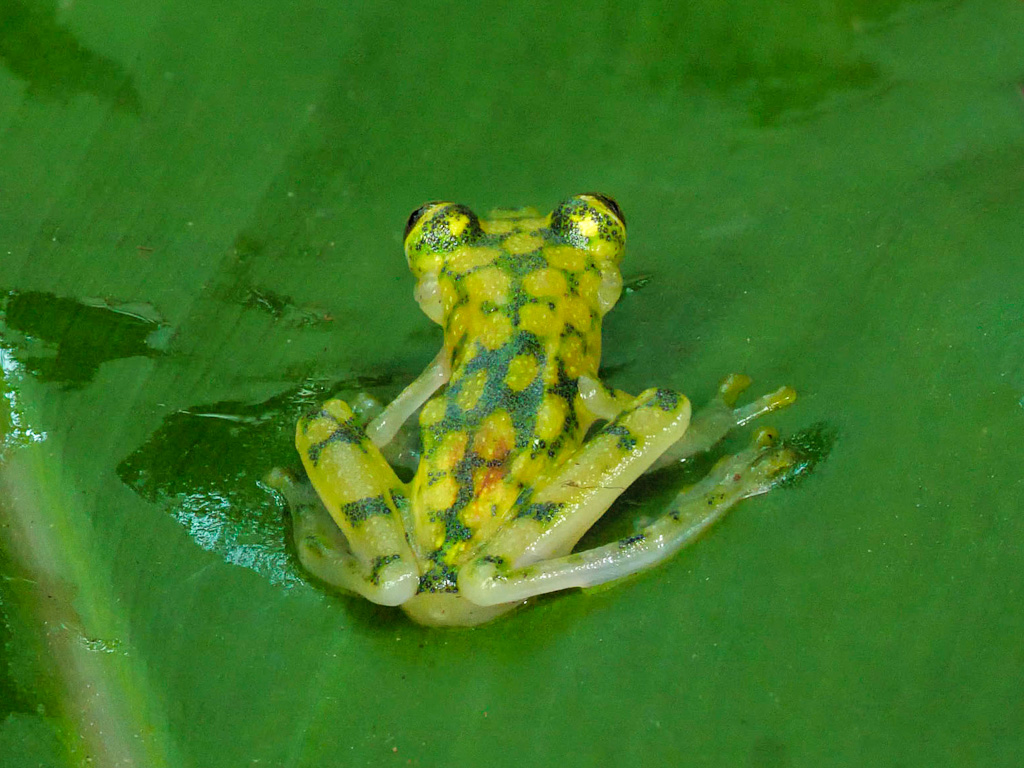 Reticulated or La Palma Glass Frog (Hyalinobatrachium valerioi). Frog’s Heaven, Costa Rica