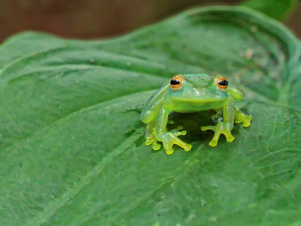 Granular Glass Frog (Cochranella granulosa). Frog’s Heaven, Costa Rica