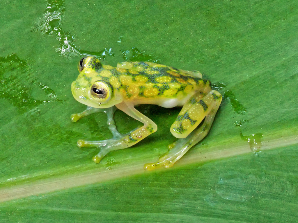 Reticulated or La Palma Glass Frog (Hyalinobatrachium valerioi). Frog’s Heaven, Costa Rica