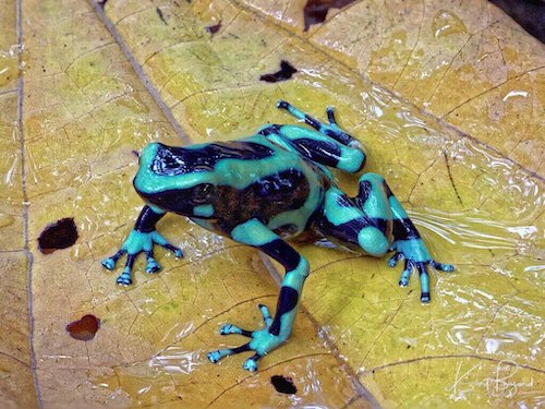 Green and Black Poison Dart Frog (Dendrobates auratus). Frog’s Heaven, Costa Rica