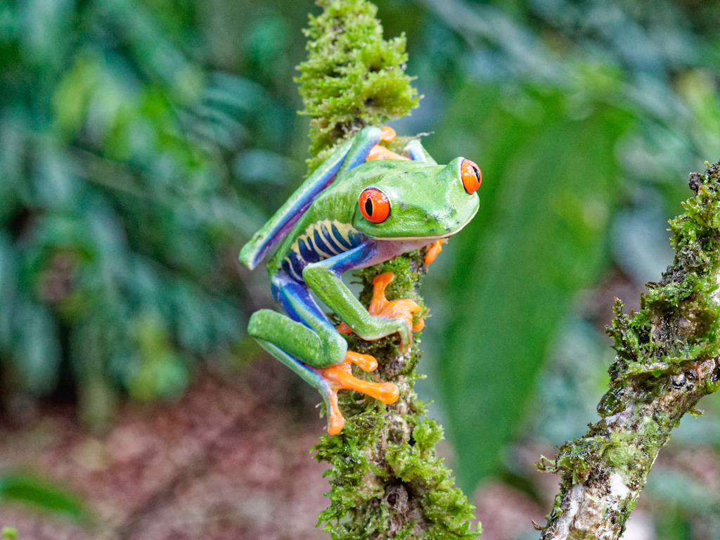 Red-Eyed Tree Frog (Agalychnis callidryas)