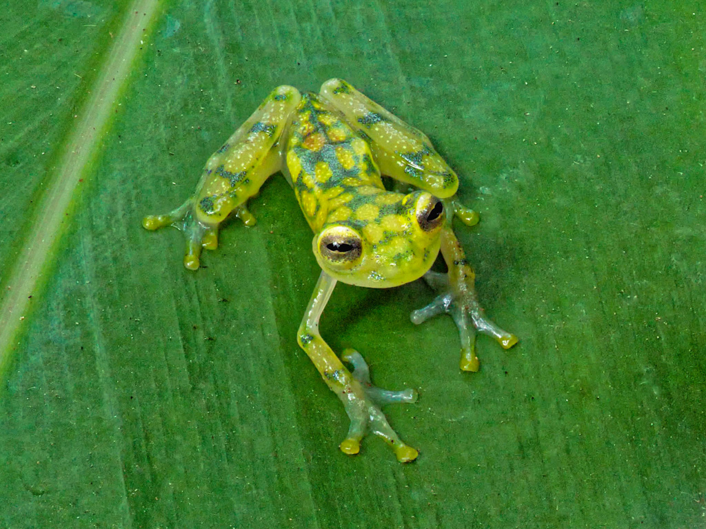 Reticulated or La Palma Glass Frog (Hyalinobatrachium valerioi). Frog’s Heaven, Costa Rica