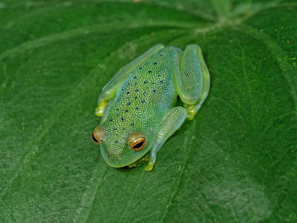 Granular Glass Frog (Cochranella granulosa). Frog’s Heaven, Costa Rica