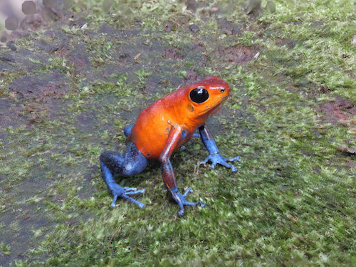 Strawberry Poison Dart Frog, Blue Jeans Morph (Oophaga pumilio). Frog’s Heaven, Costa Rica