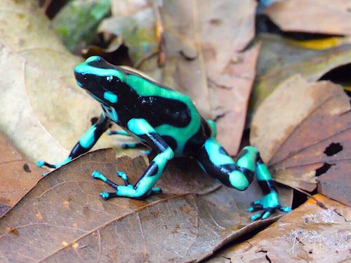 Green and Black Poison Dart Frog (Dendrobates auratus). Frog’s Heaven, Costa Rica