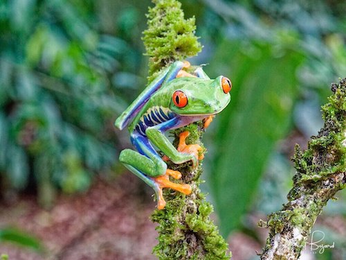 Red-Eyed Tree Frog (Agalychnis callidryas). Frog’s Heaven, Costa Rica