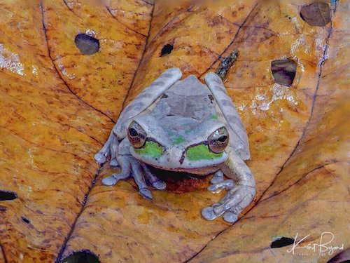 Masked Tree Frog (Smilisca phaeota). Frog’s Heaven, Costa Rica