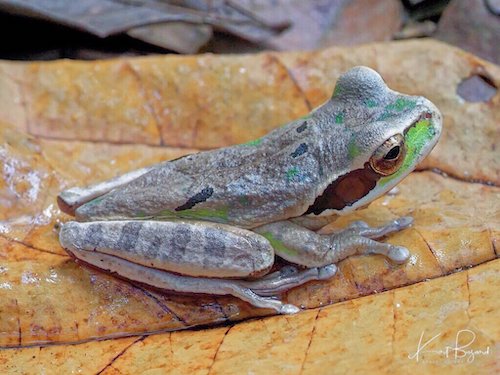 Masked Tree Frog (Smilisca phaeota). Frog’s Heaven, Costa Rica