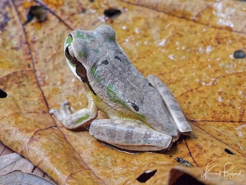 Masked Tree Frog (Smilisca phaeota). Frog’s Heaven, Costa Rica