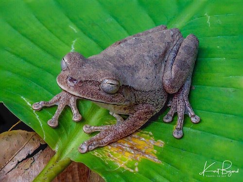 Mexican Tree Frog (Smilisca baudinii). Frog’s Heaven, Costa Rica