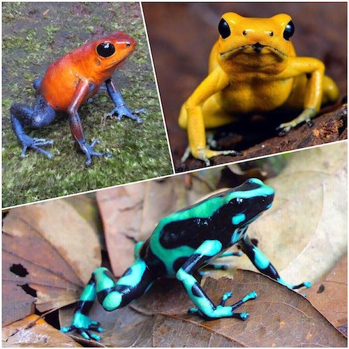 Poison Dart Frogs: Strawberry Poison Dart Frog (left) Golden Poison Dart Frog (right) Black and Green Poison Dart Frog (bottom)