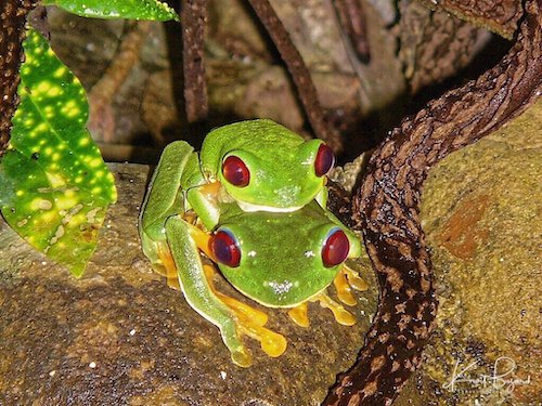 Red-Eyed Tree Frog (Agalychnis callidryas) Nocturnal Amplexus During Oviposition. Manuel Antonio, Costa Rica