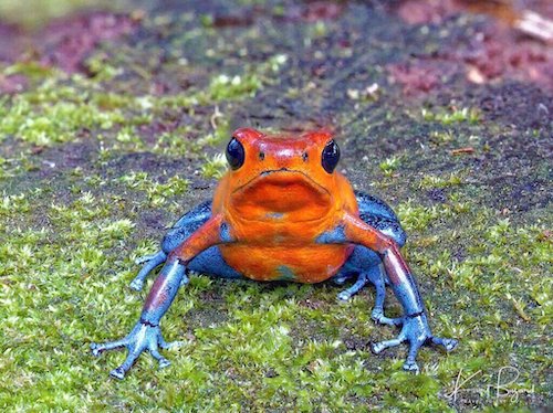 Strawberry Poison Dart Frog, Blue Jeans Morph (Oophaga pumilio). Frog’s Heaven, Costa Rica