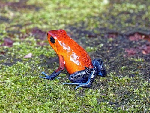 Strawberry Poison Dart Frog, Blue Jeans Morph (Oophaga pumilio). Frog’s Heaven, Costa Rica