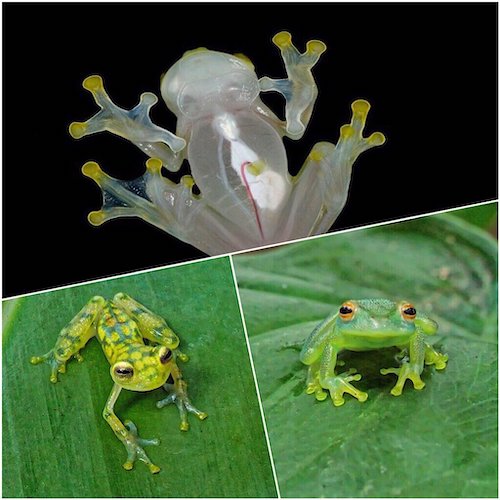 Glass Frogs: Underside (Top) Reticulated Glass Frog (left) Granular Glass Frog (right)