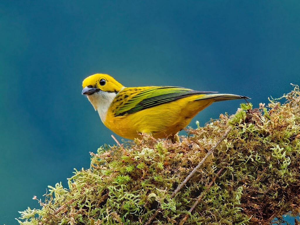 Female Silver-Throated Tanager (Tangara icterocephala). Batsú Garden, Costa Rica