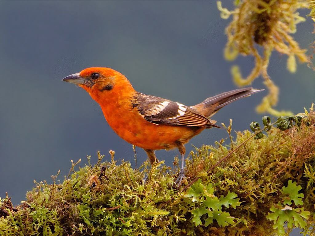 Male Flame-Colored Tanager (Piranga bidentata). Batsú Garden, Costa Rica