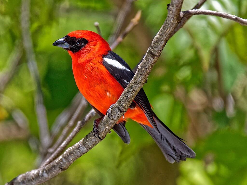 Male White-Winged Tanager (Piranga leucoptera). Toucanet Lodge, Costa Rica