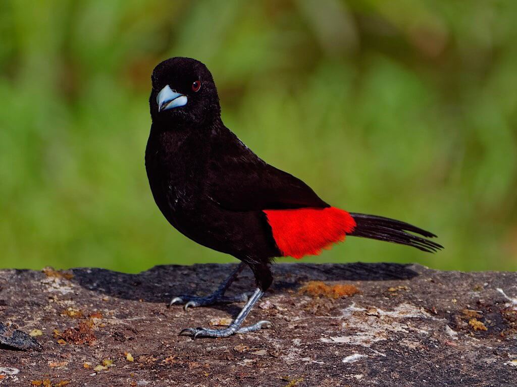 Male Passerini’s Tanager (Ramphocelus passerinii costaricensis). Bogarin Trail, La Fortuna, Costa Rica
