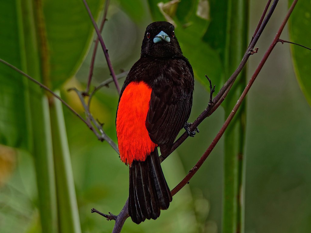 Male Cherrie’s Tanager (Ramphocelus passerinii costaricensis). Flores, Guápiles, Costa Rica