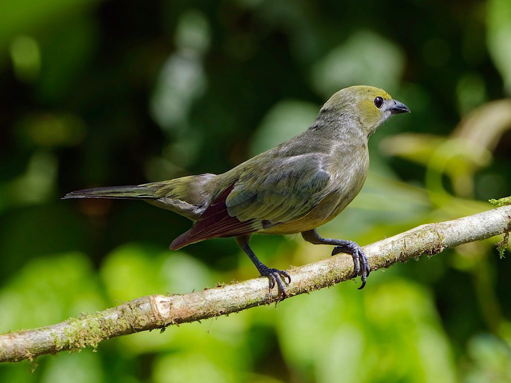 Palm Tanager (Thraupis palmarum). Bogarin Trail, La Fortuna, Costa Rica