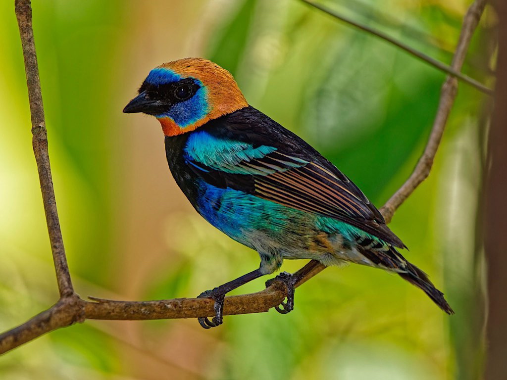 Golden-Hooded Tanager (Tangara larvata). Flores, Guápiles, Costa Rica